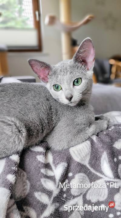 Kocięta rosyjskie niebieskie Legionowo sprzedam