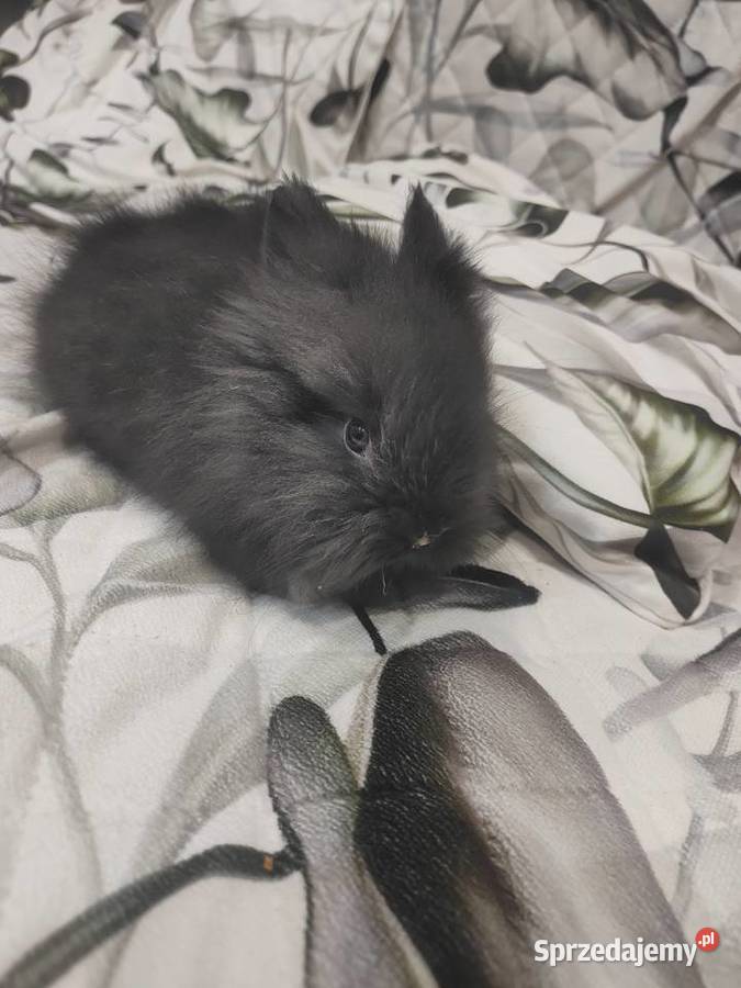 Królik miniaturka baranek lewek samiczka samiec