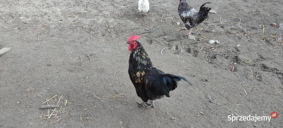Sprzedam koguty z 25 roku Sobieska Wola Druga