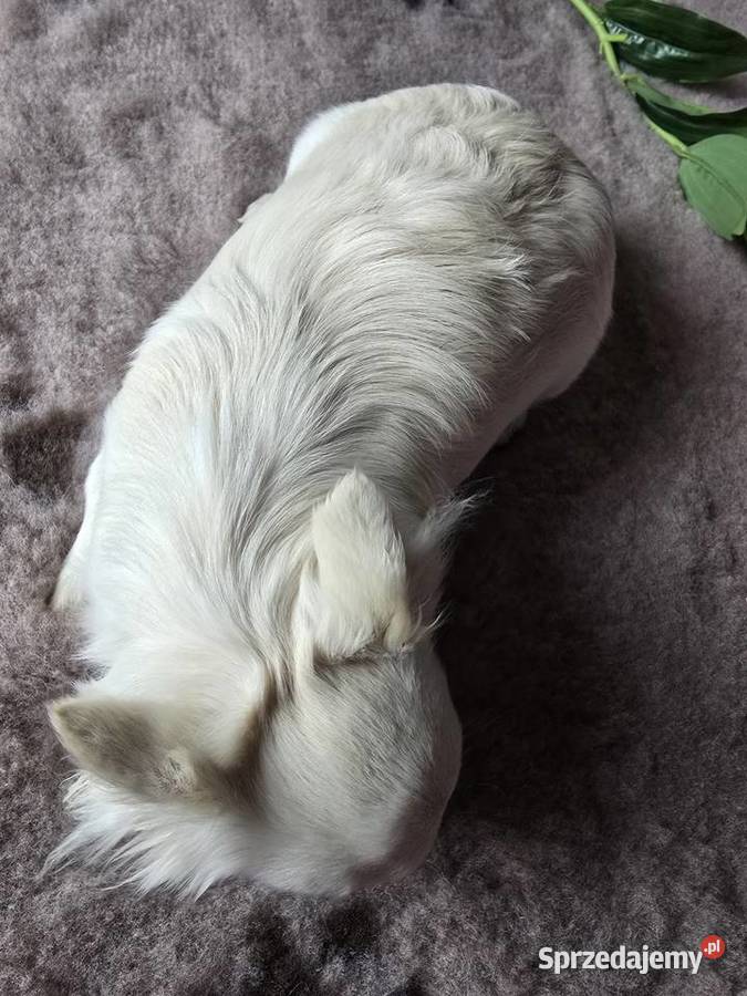 Chihuahua biało kremowa 15 roku Bielsko-Biała