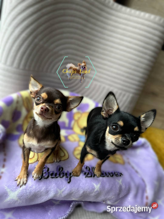 Chihuahua suczka z rodowodem chocolate tan Skarżysko-Kamienna