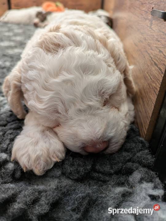 Lagotto Romagnolo szczenięta ZKwPFCI Pozostałe Pasłęk sprzedam