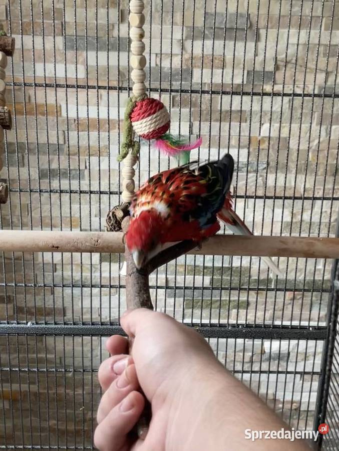 Rozella białolica Rybnik sprzedam