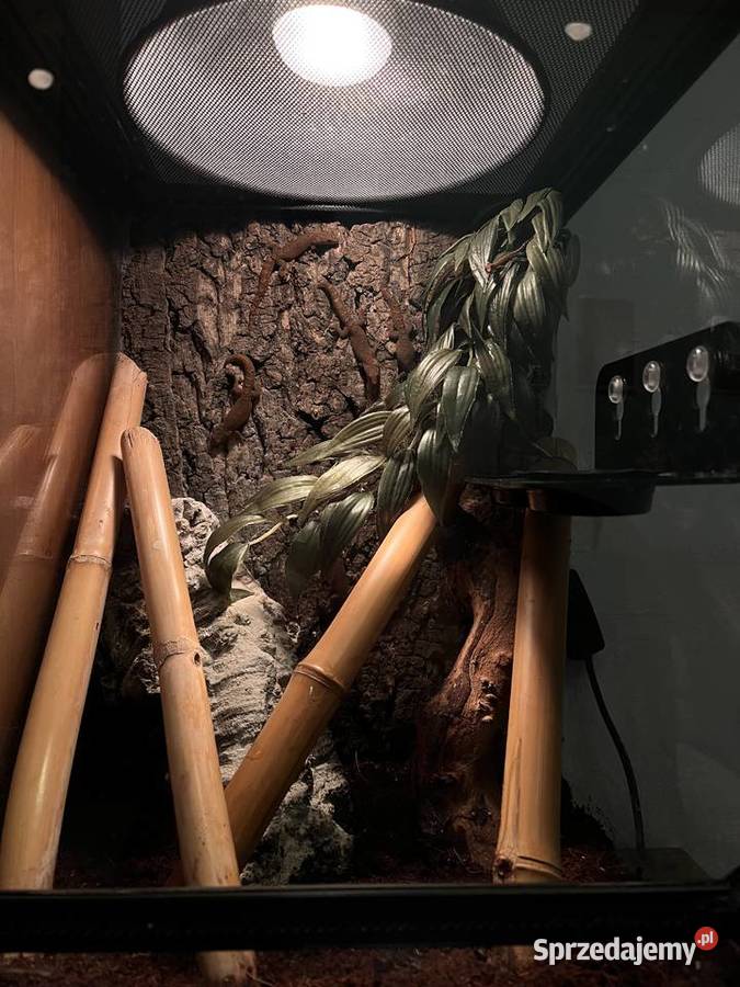 Terrarium z gekonami płaczącymi