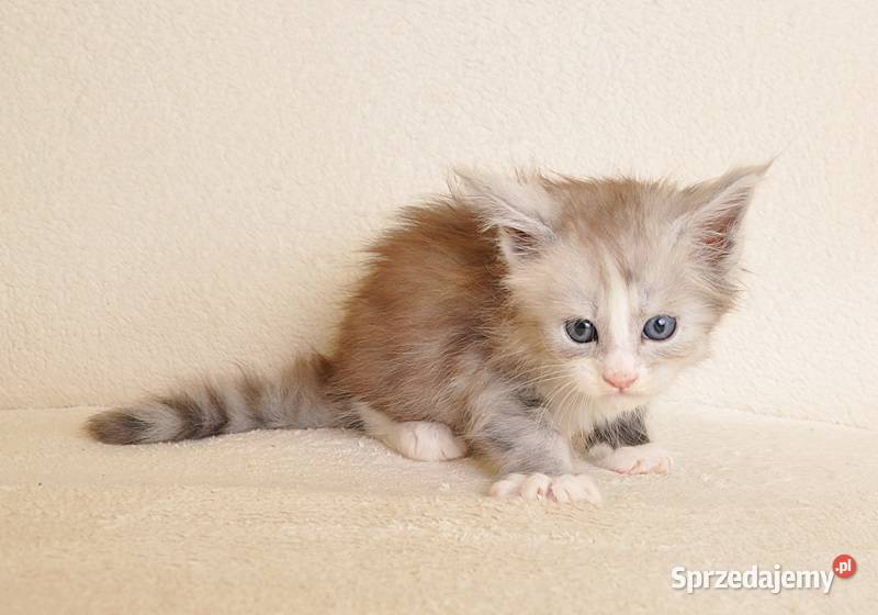 Śliczna koteczka Maine Coon z rodowodem PZFWCF