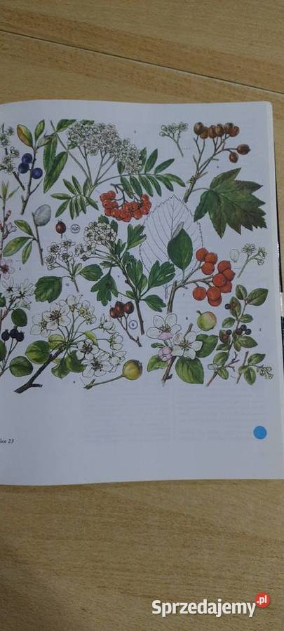 Świat roślin skał i minerałów Książki i Podręczniki Lublin sprzedam