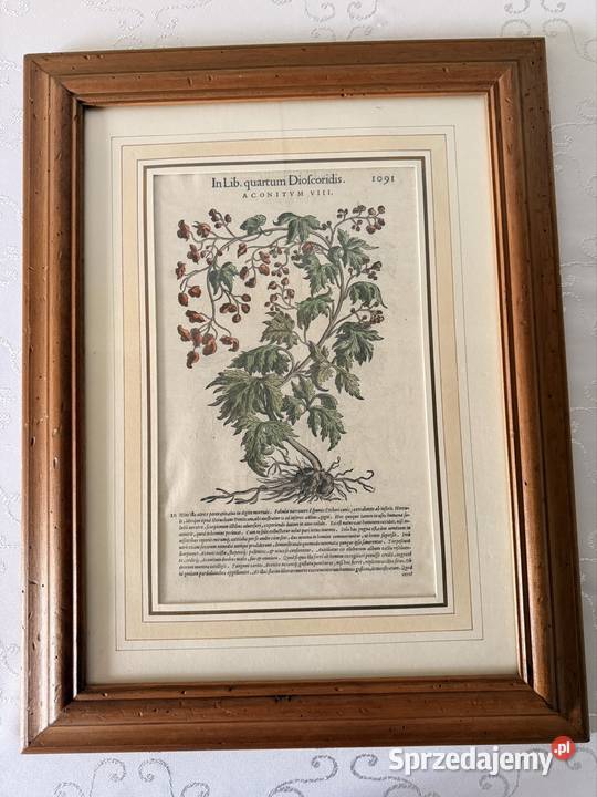 Antyczny Miedzioryt 1563 Oryginalny Starodruk Czerwionka-Leszczyny