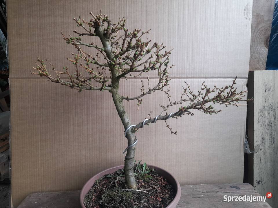 Modrzew bonsai Nowy Sącz