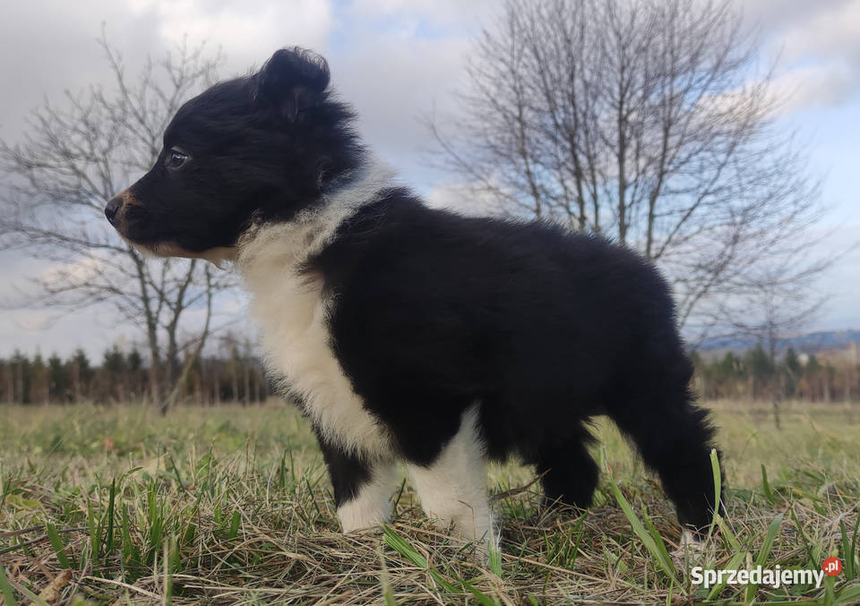 Piękna Rasowa Suczka Border Collie szczenię z Kraków sprzedam