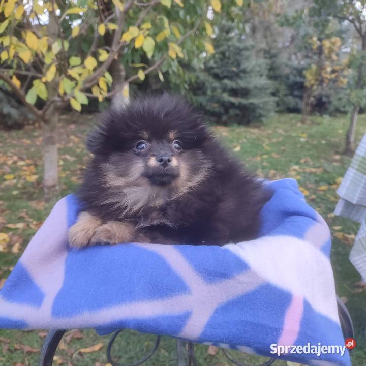 Wzorcowy Mały Szpic Niemiecki piękny exterrier opolskie Krapkowice sprzedam