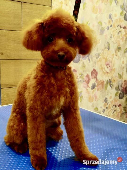 Pudel Toy piesek Odsprzedam