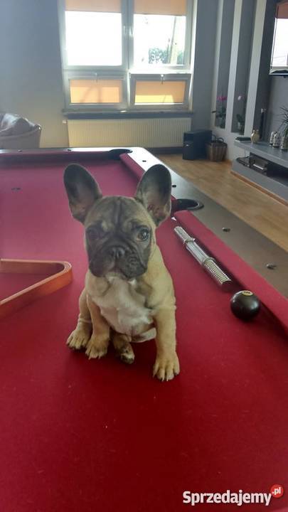 SZCZENIĘTA RASY BULDOG FRANCUSKI FCI Bydgoszcz sprzedam