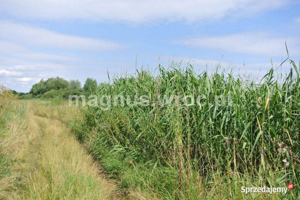 Działka rolna w sercu Wrocławia Widawą Kowale Wrocław