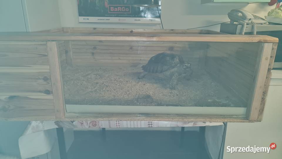 Żółw pustynny Warszawa