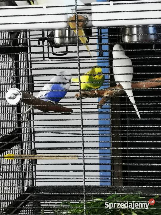 Papuga falista papugi faliste dorosłe samiec Czeladź