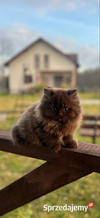 Kocur Brytyjski czekolada Rodowód WCF Mińsk Mazowiecki