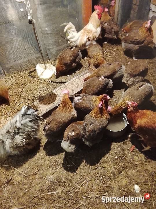 Kury zielononozki nioski Brzeźno