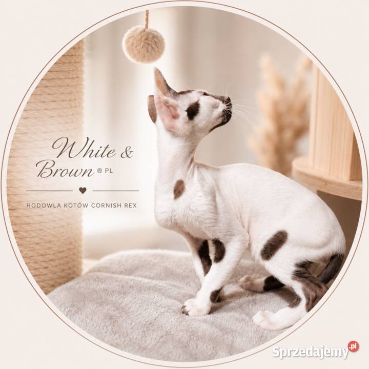 Cornish Rex kocurek arlekin gotowy do odbioru Słupsk
