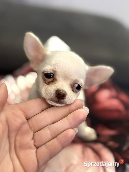 Dziewczynka krótkowłosa Chihuahua Lenka łódzkie Piotrków Trybunalski