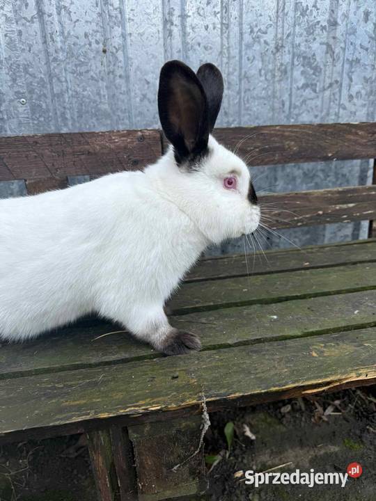 Samiec królik kalifornijski Malbork