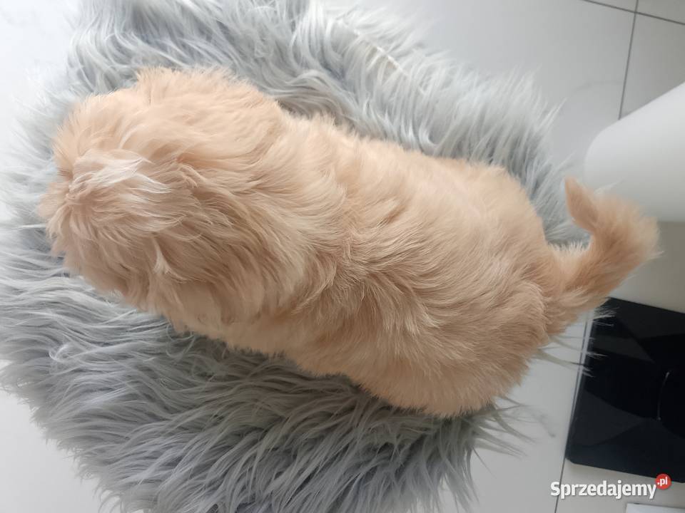 Unikatowy piesek rasy ShihTzu Psy Kluczbork sprzedam