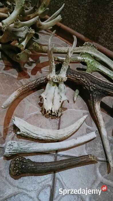 Mix zrzutów jelenia parostków kozła Pozostałe Markocin