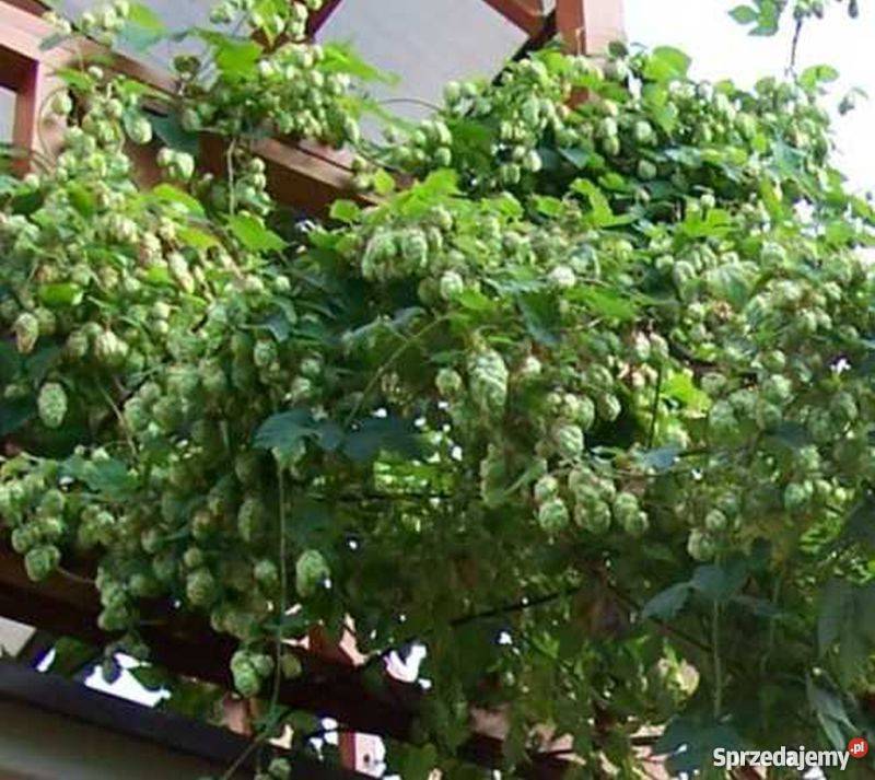 CHMIEL zwyczajny lubelski