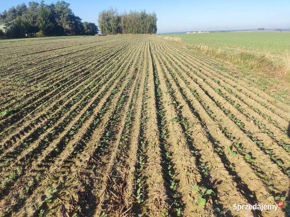siewnik talerzowy kongskilde z nawozem sprzedam