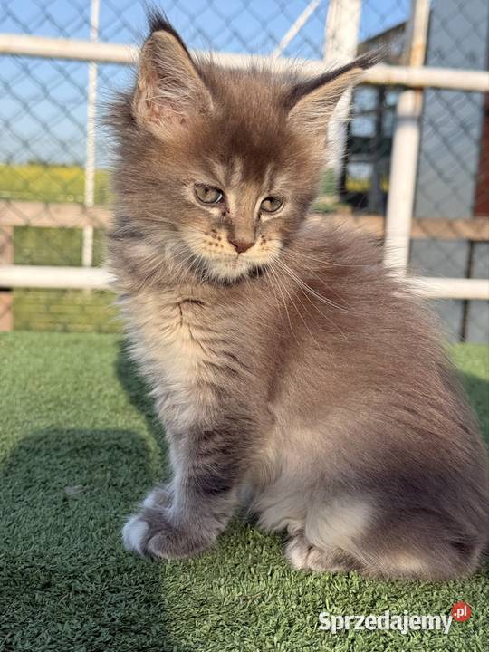 Przepiękne kocięta Maine Coon z rodowodem FPL wielkopolskie