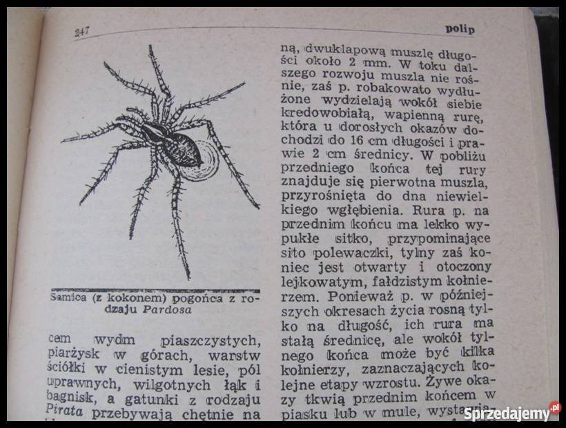 Mały Słownik Zoologiczny BEZKRĘGOWCE 6 slajdów Rok wydania 1976 Płock