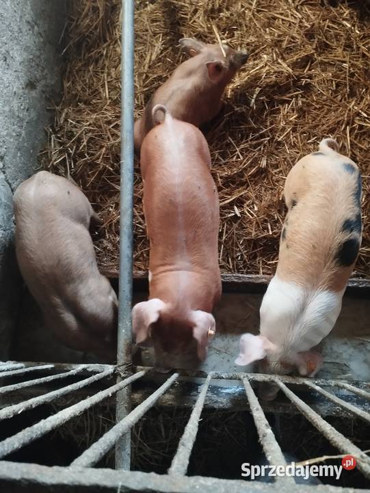 Sprzedam prosiaki mięsne i WBP Kamierowo