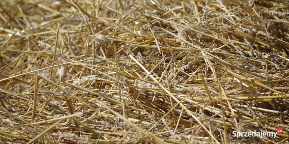 Słoma luzem Włocławek sprzedam