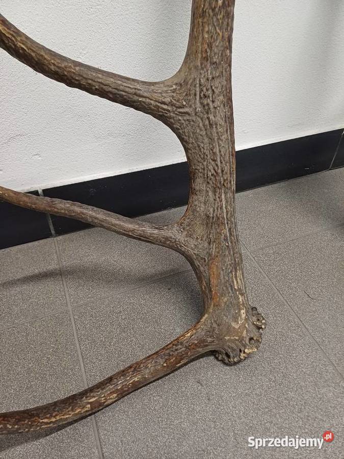 Sprzedam poroże Pozostałe Lublin sprzedam