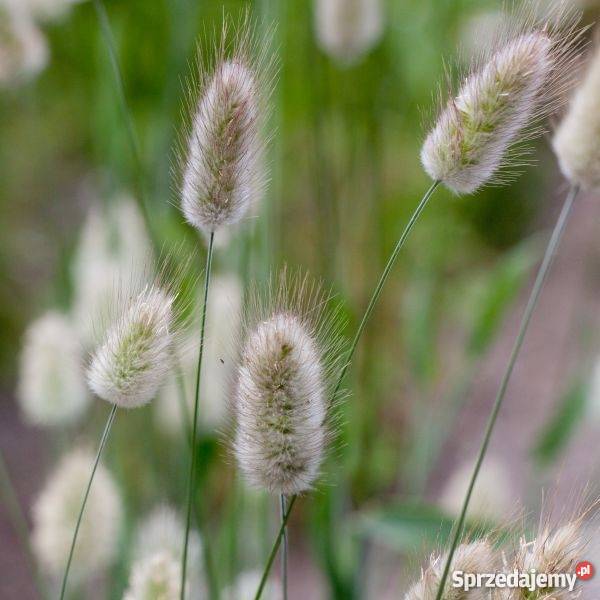 HIT Dmuszek jajowaty Nasiona Dom i Ogród