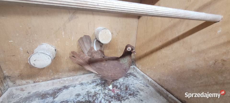 Gołębie wiedeński lotny Ptaki Skierniewice