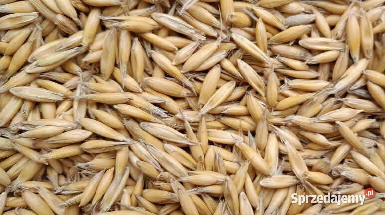 Sprzedam owies Bingo Izbica sprzedam