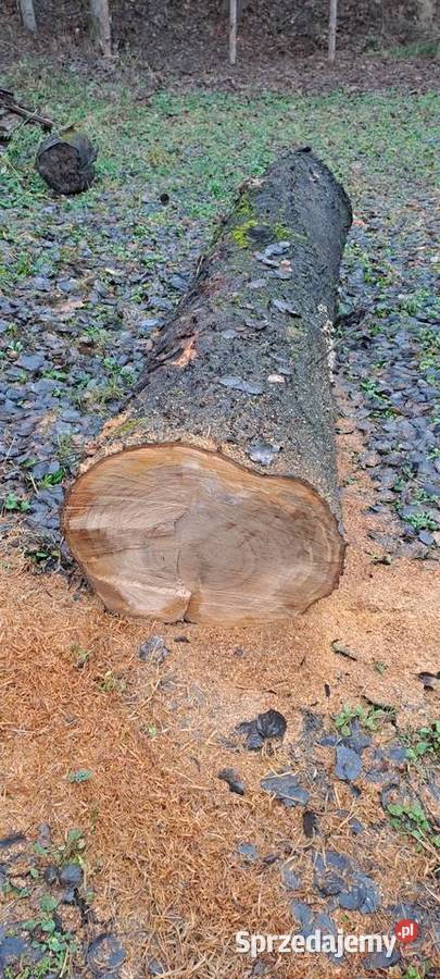 Czeresnia w klocu Leśnictwo lubelskie Krasnystaw sprzedam