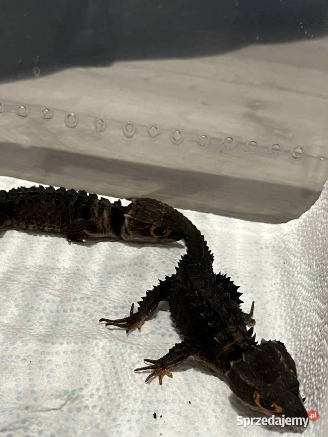 Para scynków krokodylowych Tribolonotus gracilis Rybnik