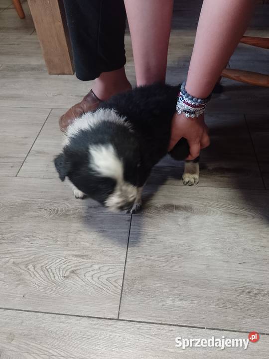 Border collie Załuczne