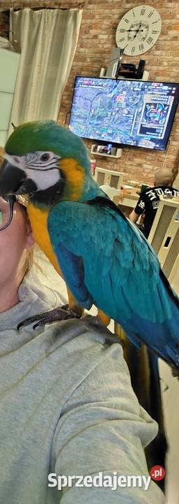 Ara araruna 5 miesięcy oswojona Łódź sprzedam