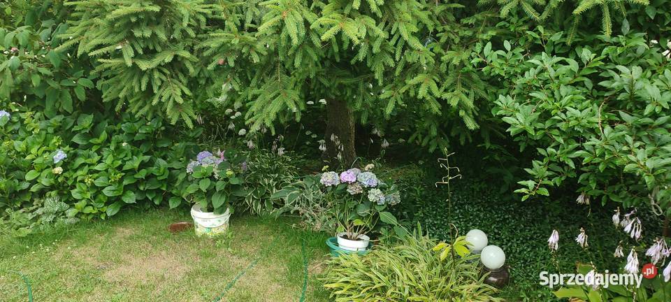 Działka WrzącaLutomiersk WŁASNOŚĆ ROD Lutomiersk sprzedam