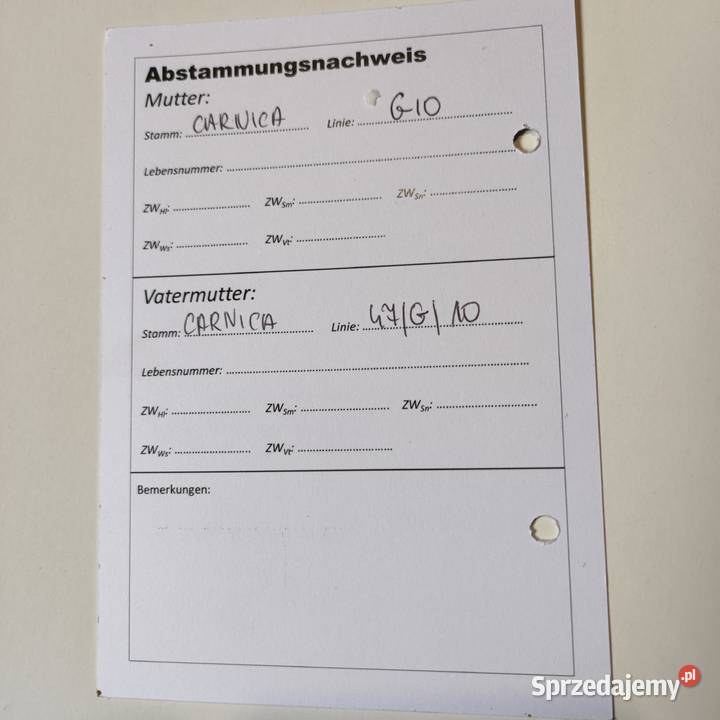 matki UN i NU Sklenar G10 reproduktorce Pszczelarstwo Zawiercie