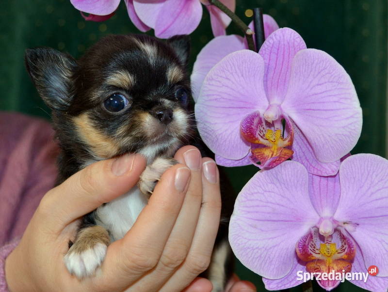 CHIHUAHUA PIĘKNE SUNIE TRICOLOR