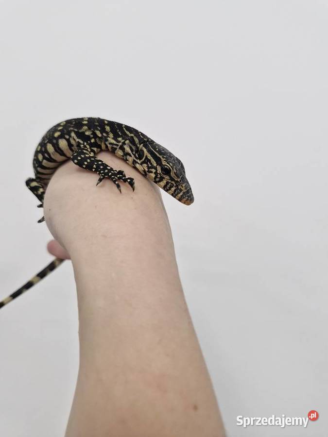 Varanus Ornatus Waran Ozdobny Oława