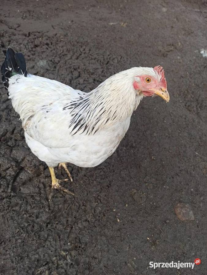 Koguty zargodowe i koguty liliputki Krasnystaw