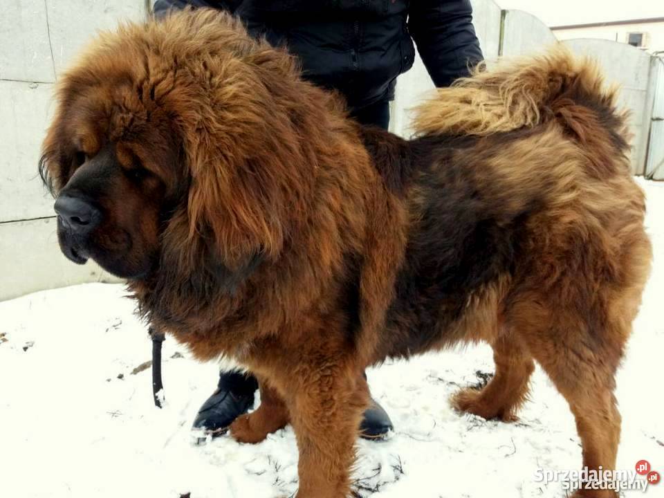 Mastif tybetański FCI
