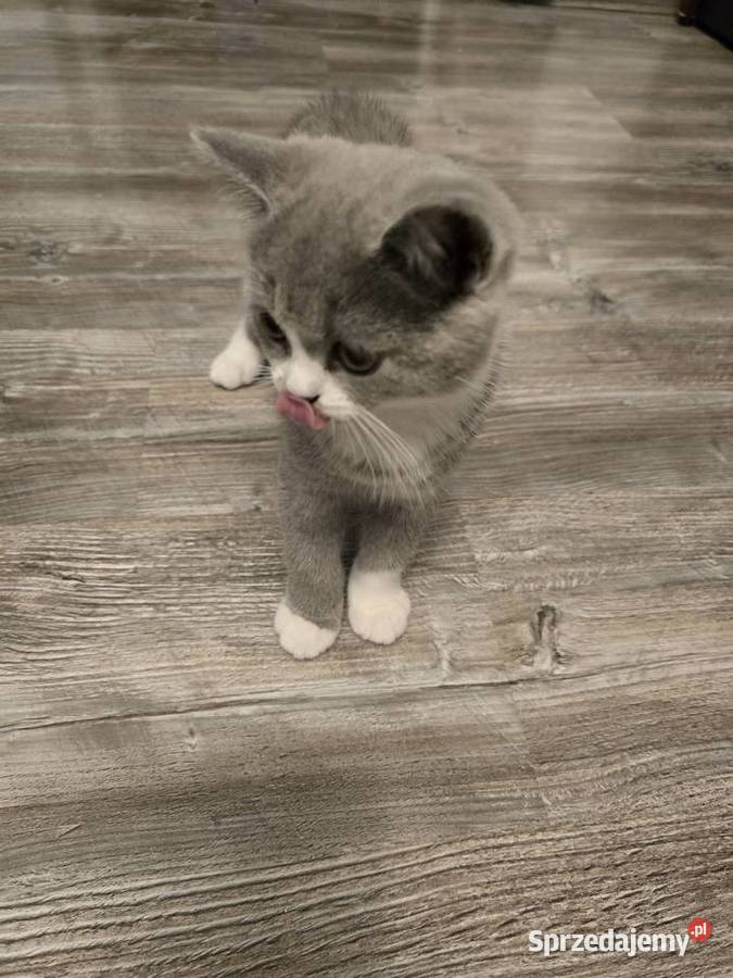 Kot Brytyjski kotka bikolor Poznań
