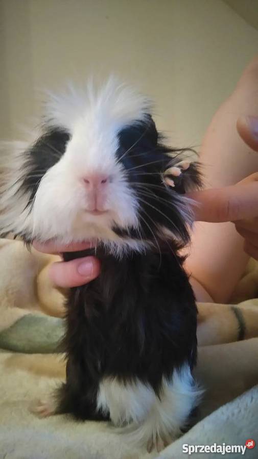 sprzedam świnki morskie Konstancin-Jeziorna