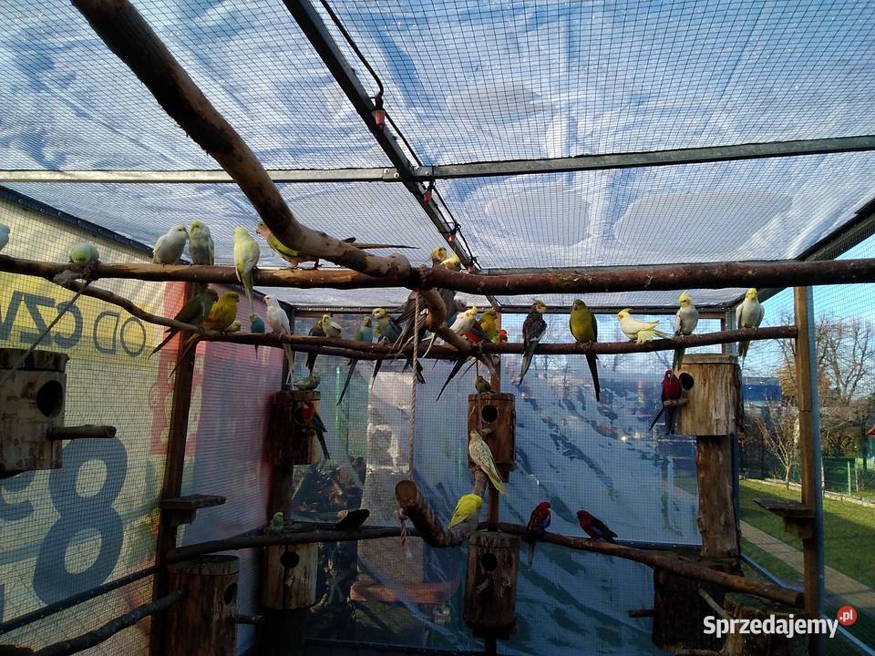 papugi dolnośląskie Głogów