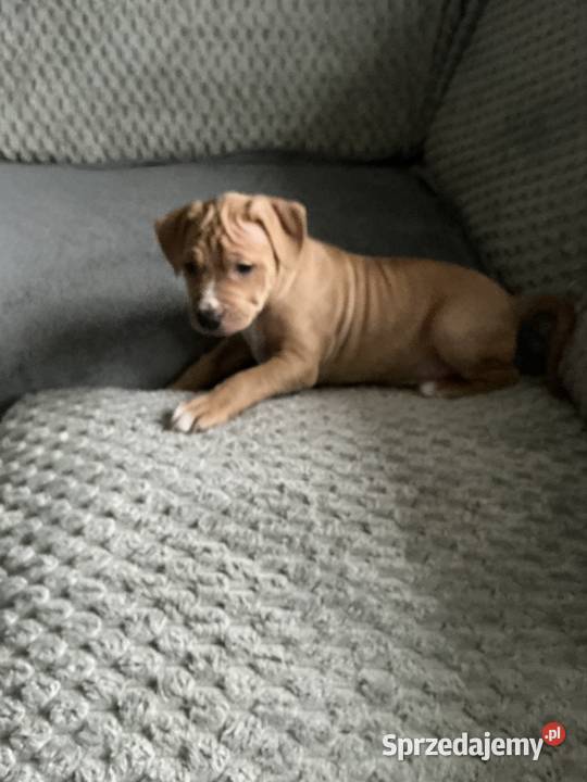 Rednos american Pit bull terrier szczeniaki Grodzisk Mazowiecki